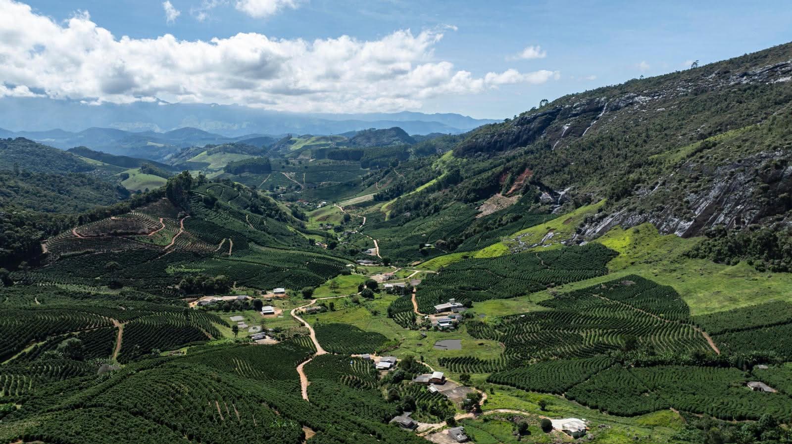 Coffee growing across a Brazilian hillside valley, where Damata's beans come from